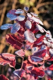 Cotinus coggyria covered in frost