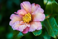 Camellia sasangua covered in frost