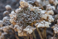Hydrangea coverd in frost