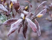 Azalea buds covered in frost