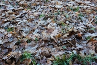 Oak leaves covered in frost