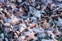 Red oak leaves covered in frost