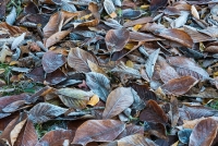 Magnolia leaves covered in frost