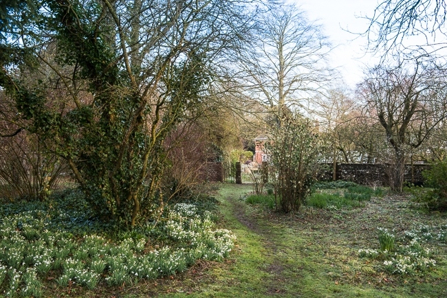 Snowdrops beside a pathway leading through the wild garden towards the house