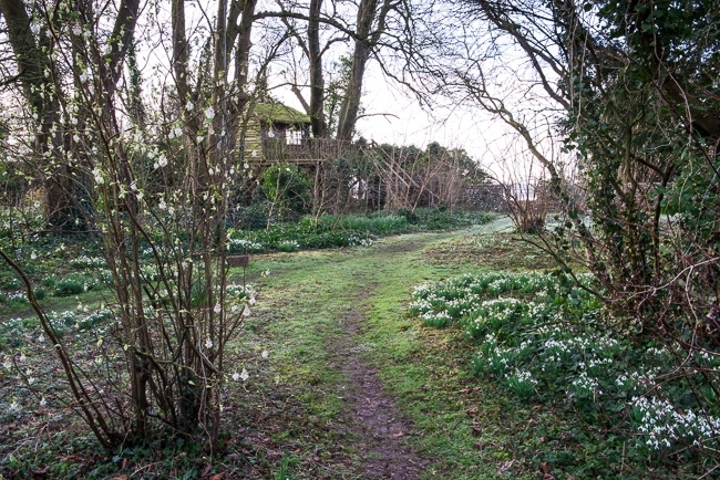 Pathway leading towards tree house with flowering currant Ribes sanguinium 'Elkington's White' and a carpet of snowdrops