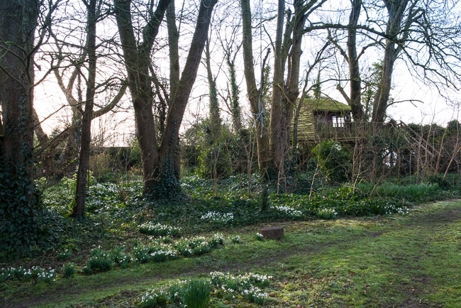 Woodland ground cover of snowdrops  and ivy
