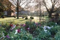 Sunlight  over the frosty lawn and various tulips in a border