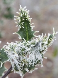 Ilex  aquifolium 'Ferox argentea'