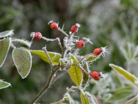 Frosted wild rose hips