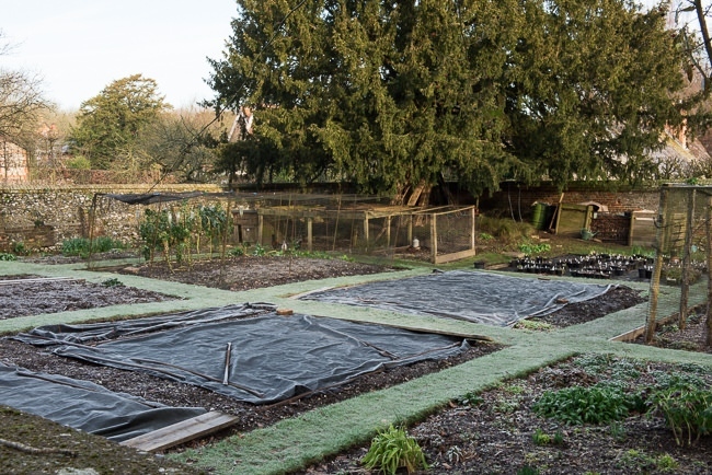 Vegetable garden late winter early spring covered in polythene sheeting to warm up the soil