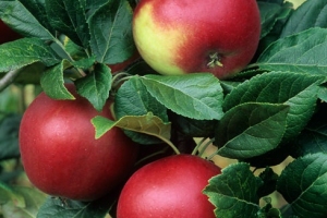 Apples