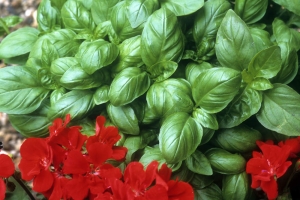 Basil