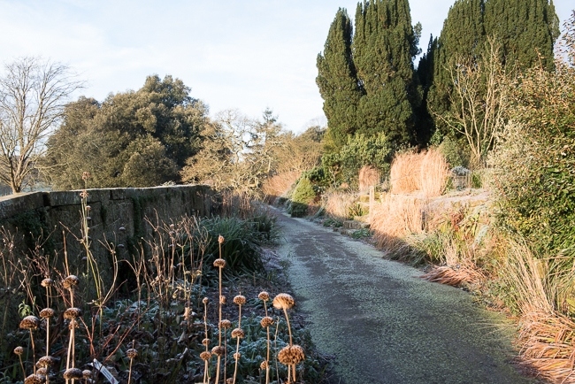 Long border 'Paradise Walk',  in winter