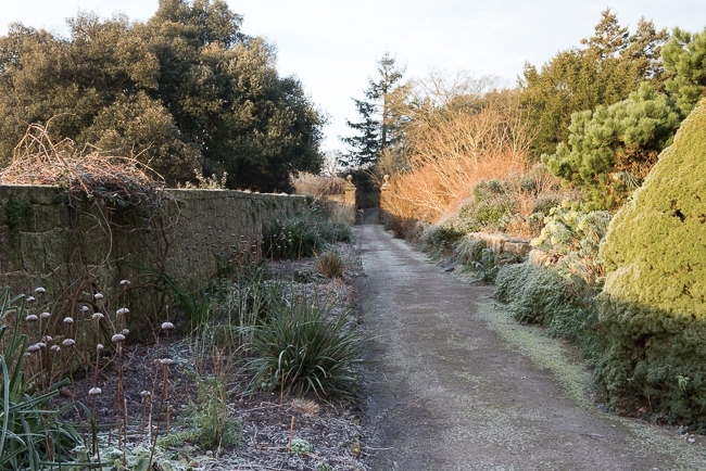 Long border 'Paradise Walk',  in winter