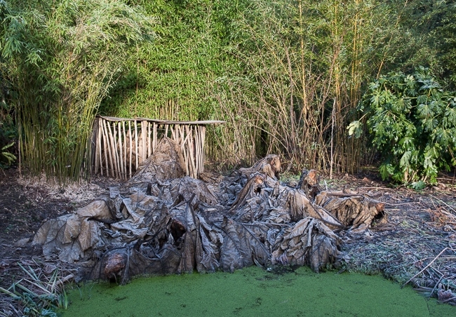 Gunnera manicata beside a pool protected from frost by covering it with its own leaves. Protective covering from frost over the top of banana plants in background