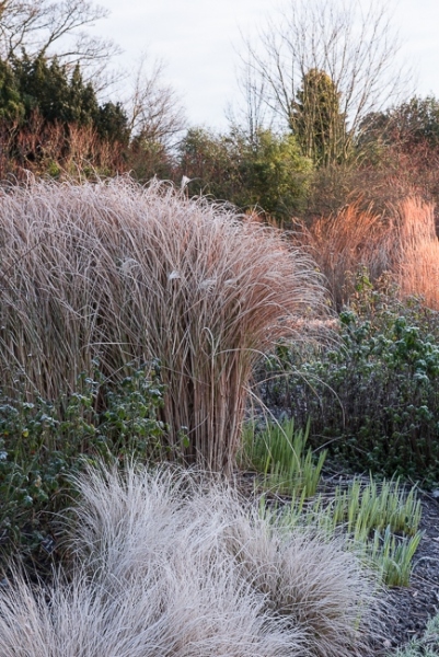 Ornamental grasses in the mid summer garden in winter