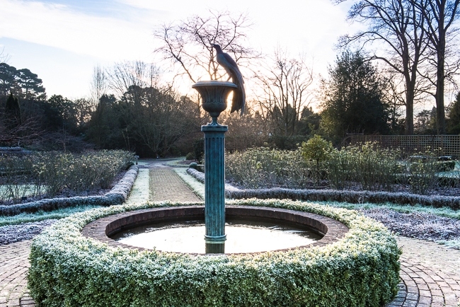 The fountain in the rose garden
