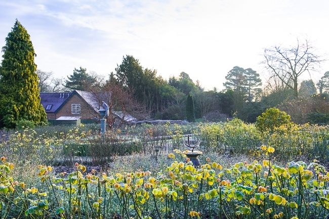 The rose garden in winter