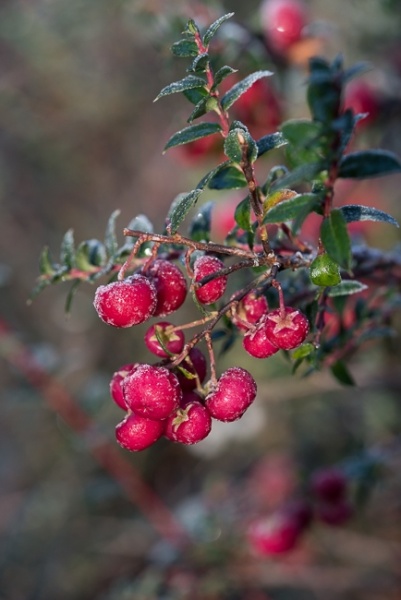 Gaultheria mucronata