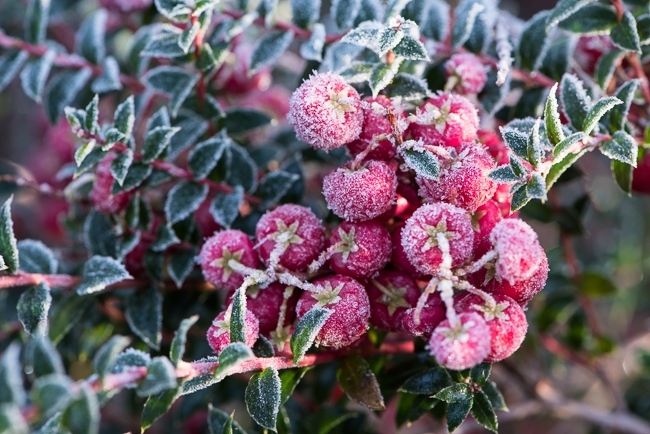 Gaultheria mucronata