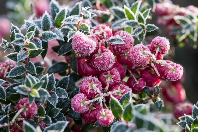 Gaultheria mucronata