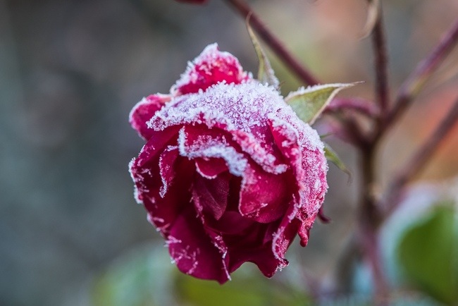 Rose with frosted petals