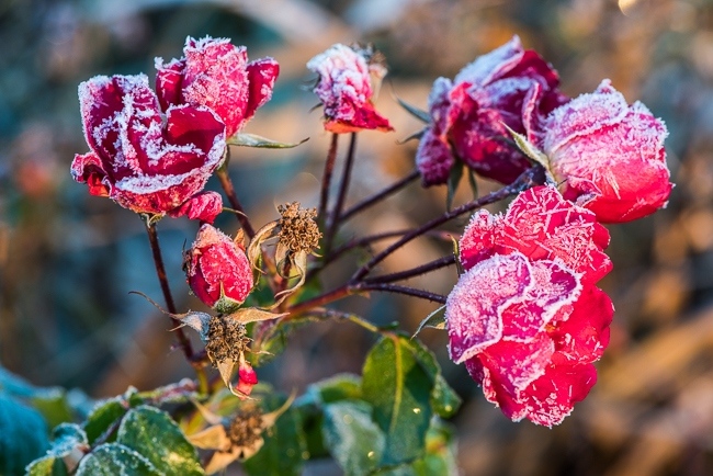 Rose with frosted petals