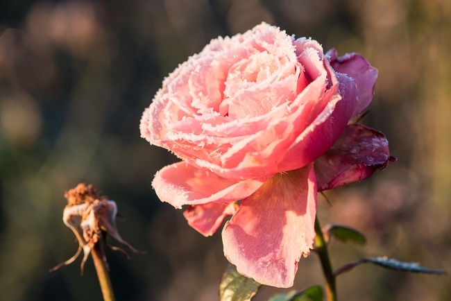 Rose with frosted petals