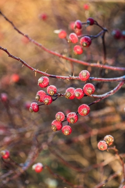 Rosehips frosted in winter