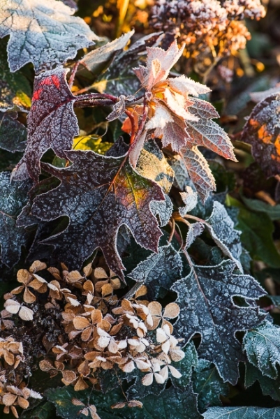 Hydrangea quercifolia covered in frost