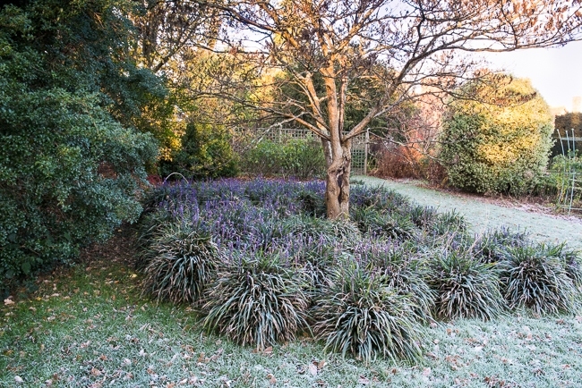 Lirope muscari aroud the base of a small tree covered in frost