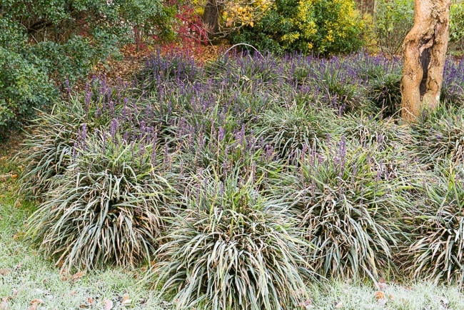 Lirope muscari aroud the base of a small tree covered in frost