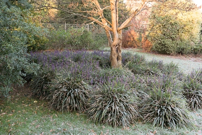 Lirope muscari aroud the base of a small tree covered in frost