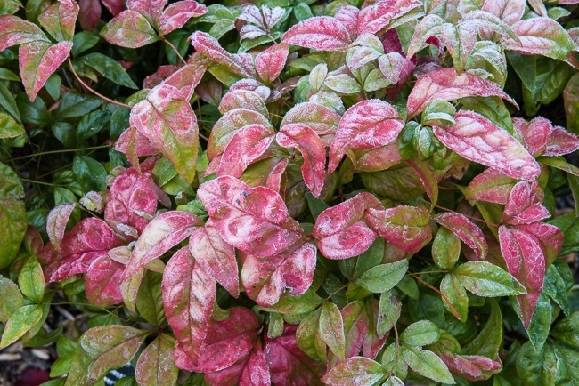 Nandinia domestica covered in frost