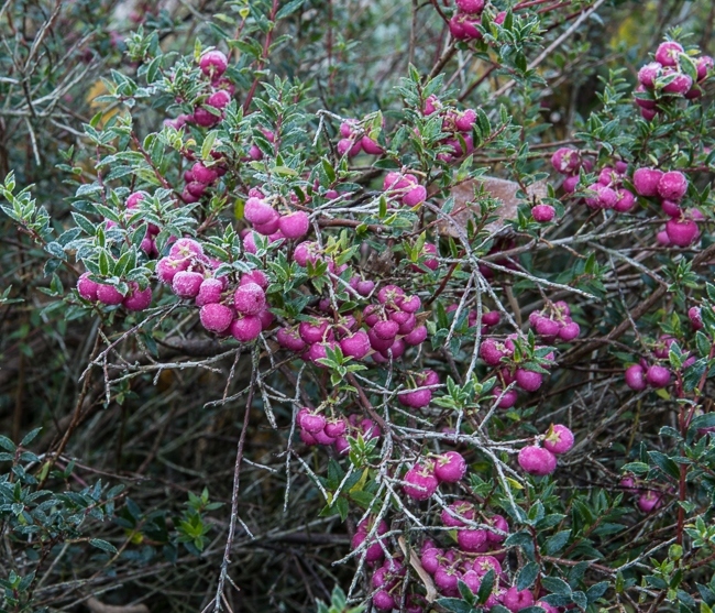 Gaultheria mucronata with frost covered berries