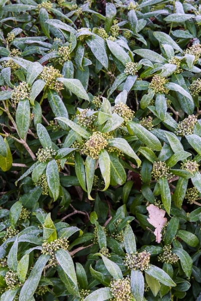 Skimmia x confusa 'Kew Green' covered in frost