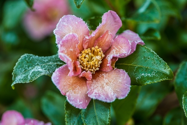 Camellia sasangua covered in frost