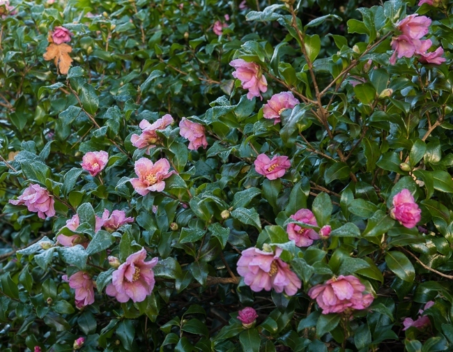 Camellia sasangua covered in frost