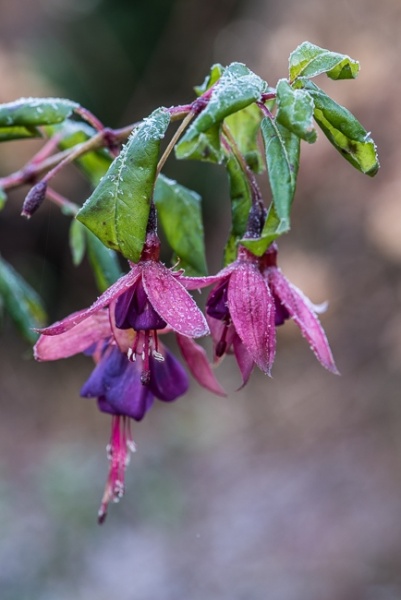 Fucshia coverd in frost