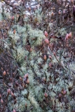 Azalea buds covered in frost and lichens