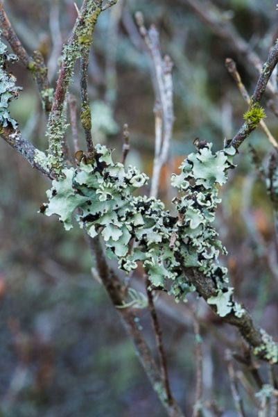 Lichens on an azalea branch