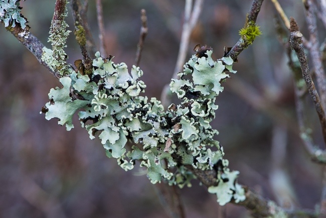 Lichens on an azaleia branch