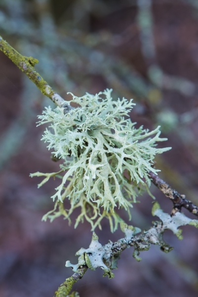 Lichens on a branch