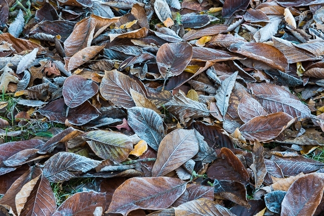 Magnolia leaves covered in frost