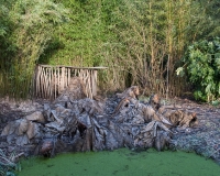 Gunnera manicata beside a pool protected from frost by covering it with its own leaves. Protective covering from frost over the top of banana plants in background