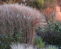 Ornamental grasses in the mid summer garden in winter