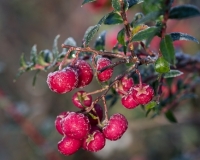 Gaultheria mucronata