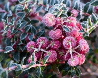 Gaultheria mucronata