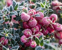 Gaultheria mucronata