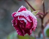 Rose with frosted petals